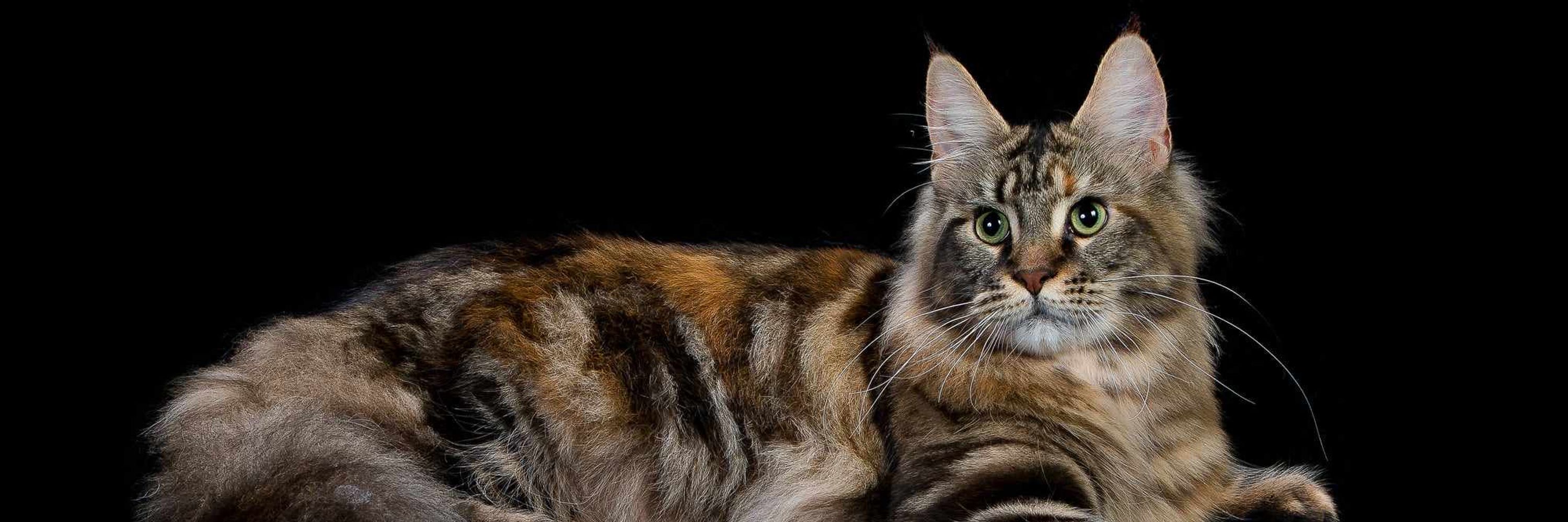 Sande Kat 