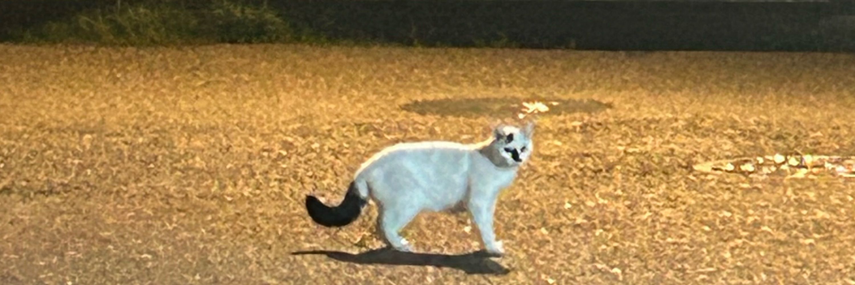 Kinanox