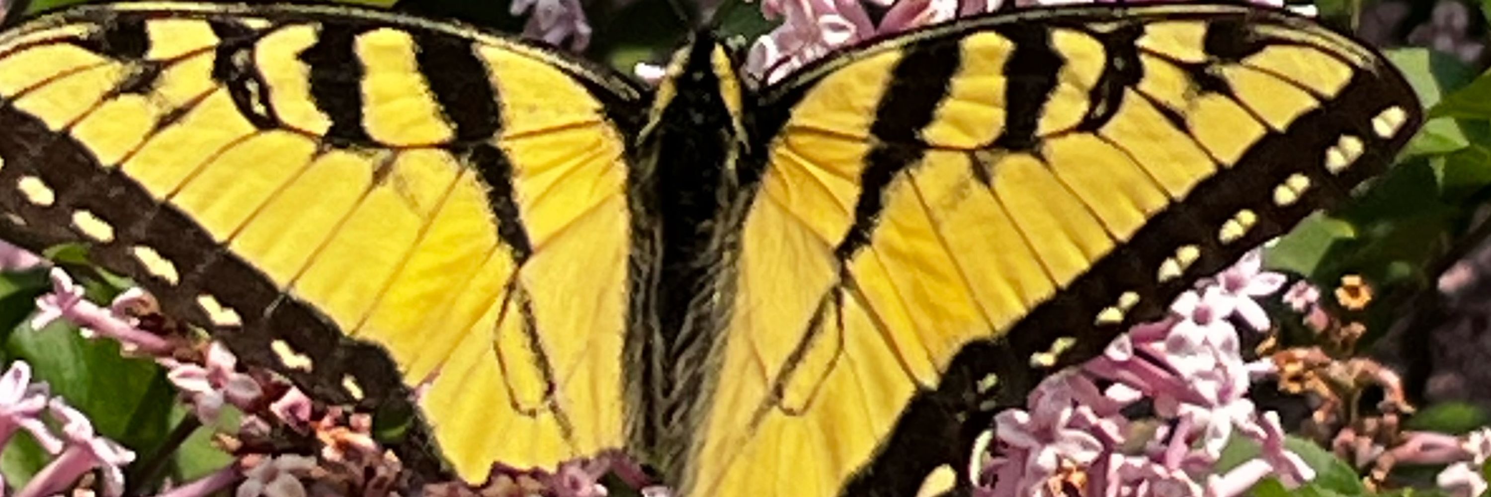 Joanie9353