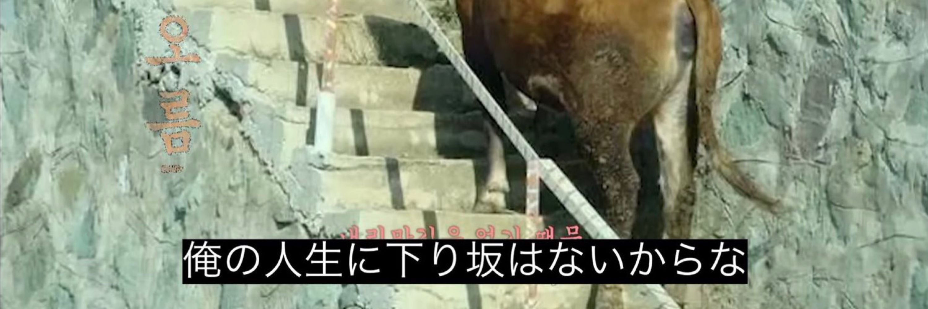 のっか