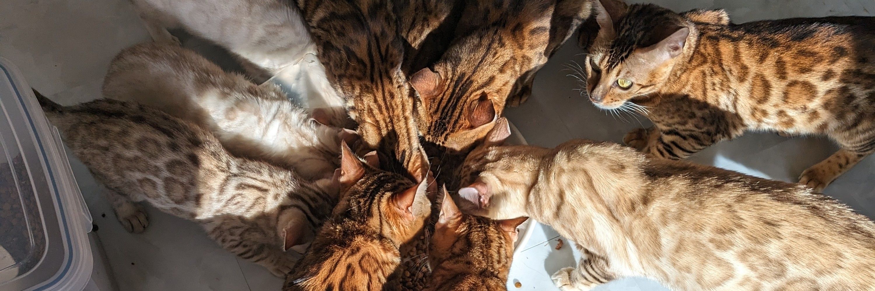 Elpiscat@leon