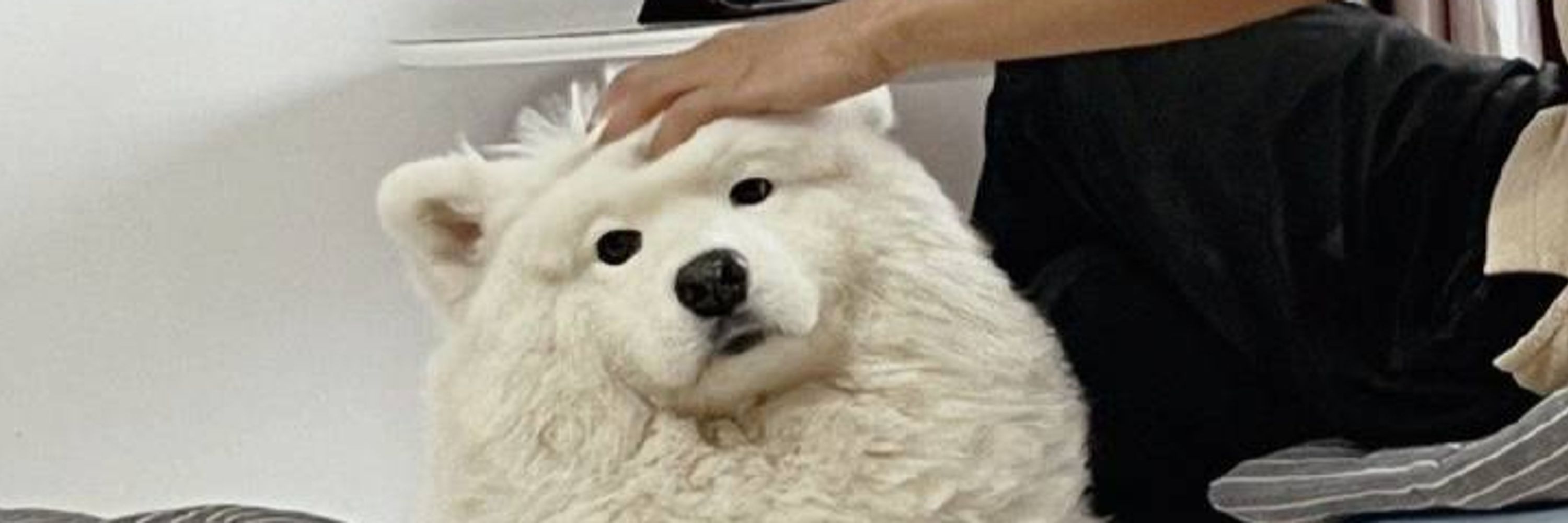白禾火