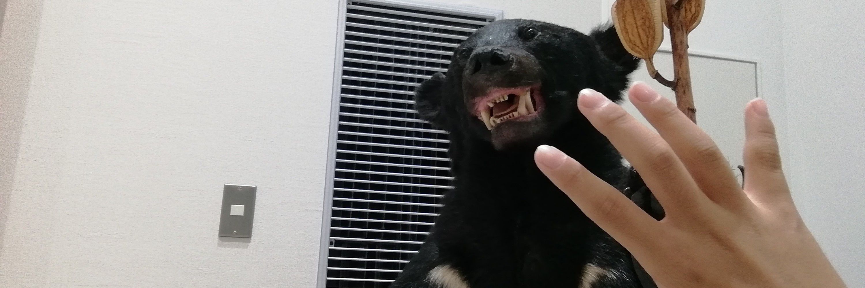 ヒトリシズカ