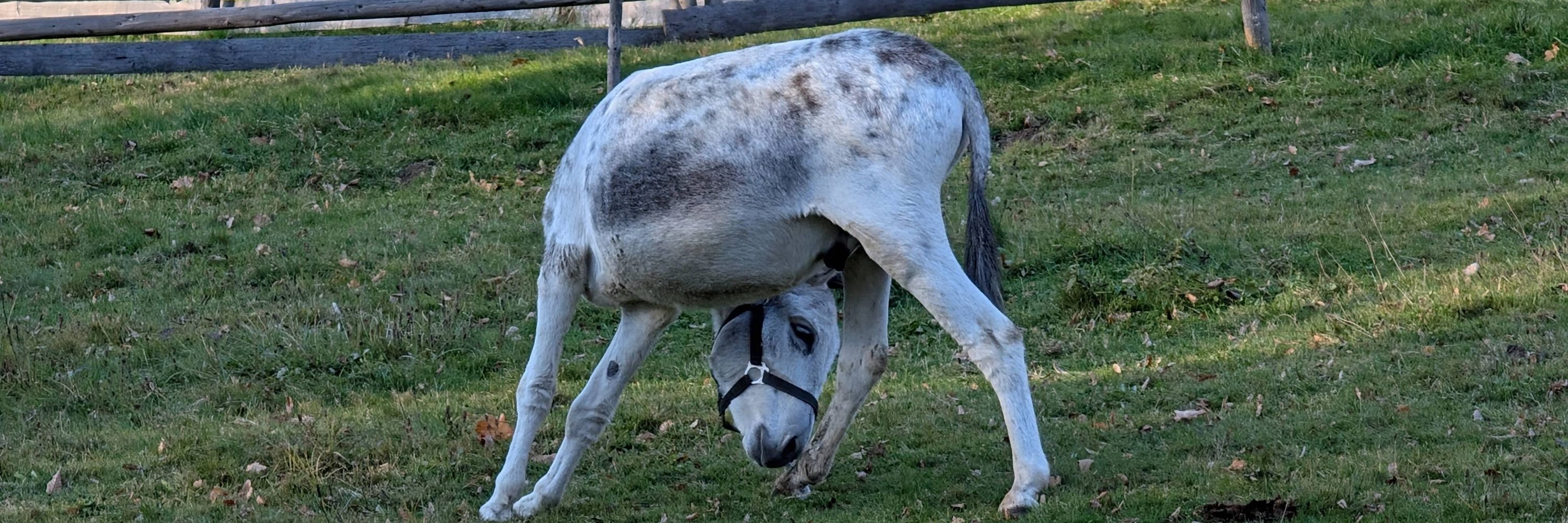 Marcellus