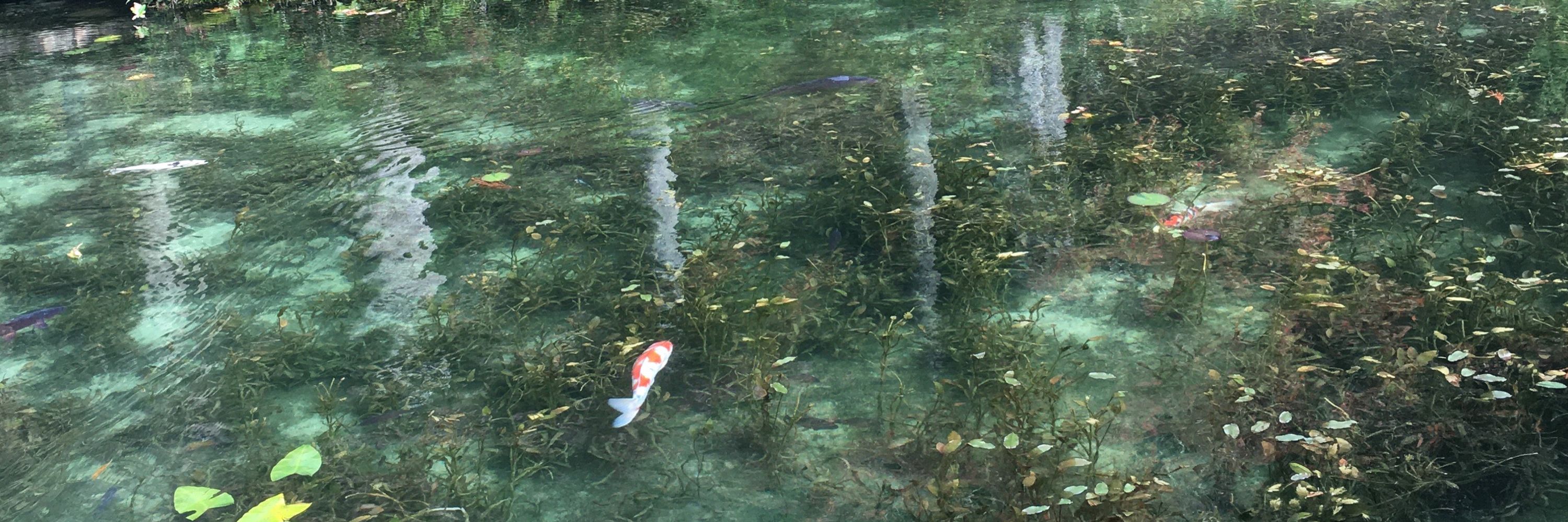 かっぱのまみぃ