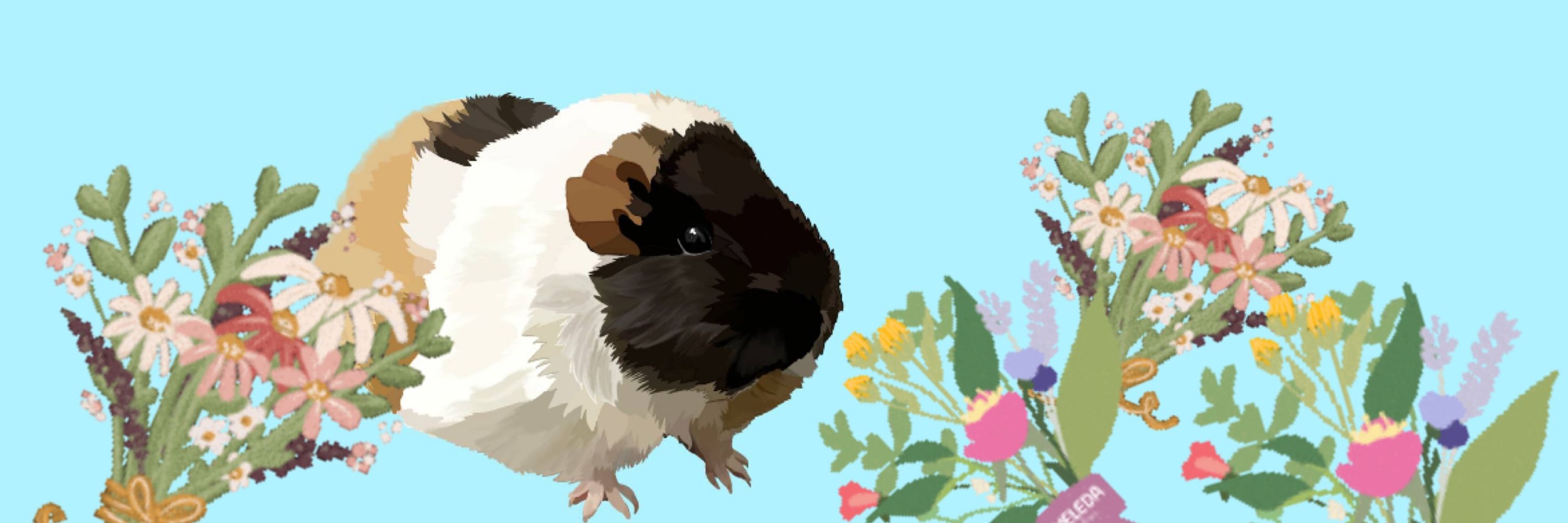 こちゃん🐹モルモット