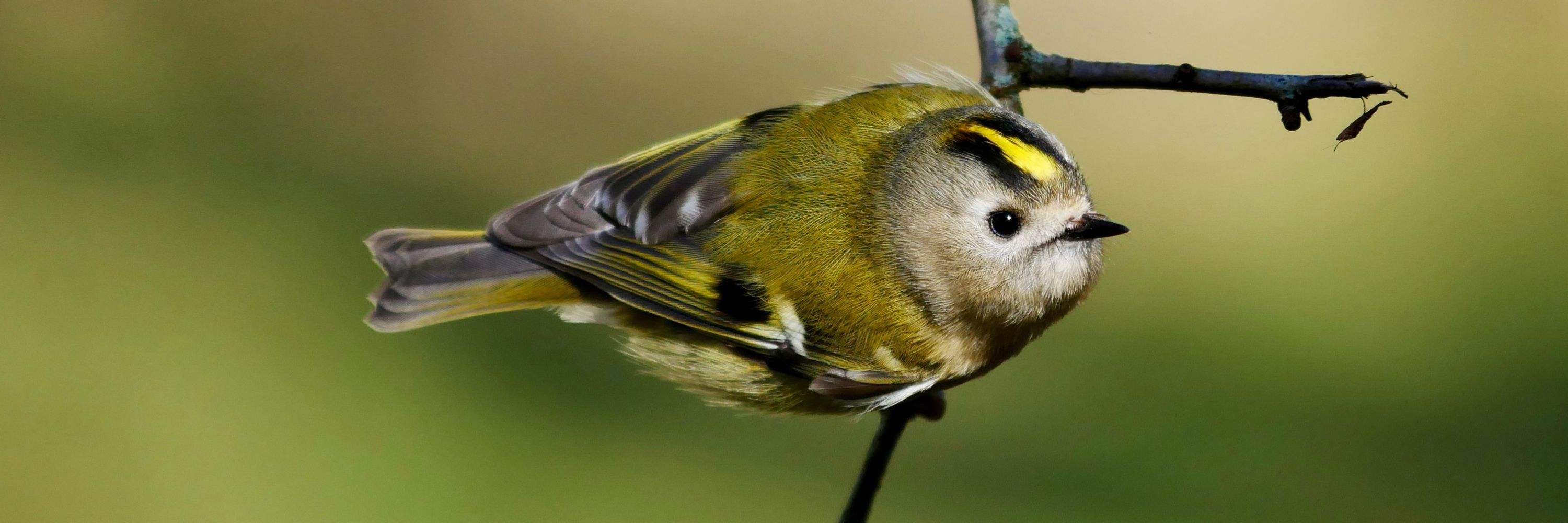 Vogel Spotten
