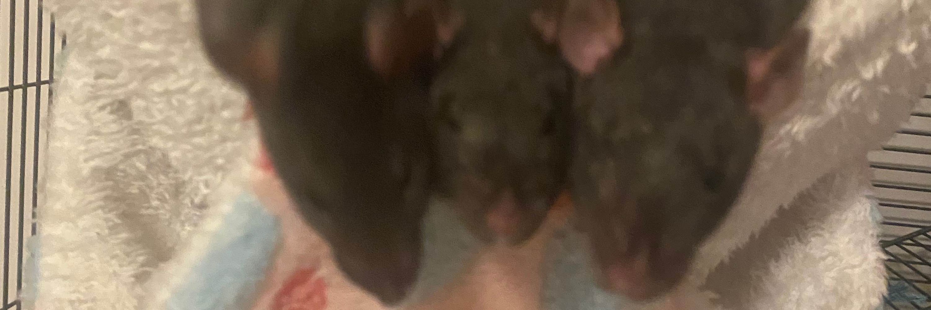 Matteus🐀❤️