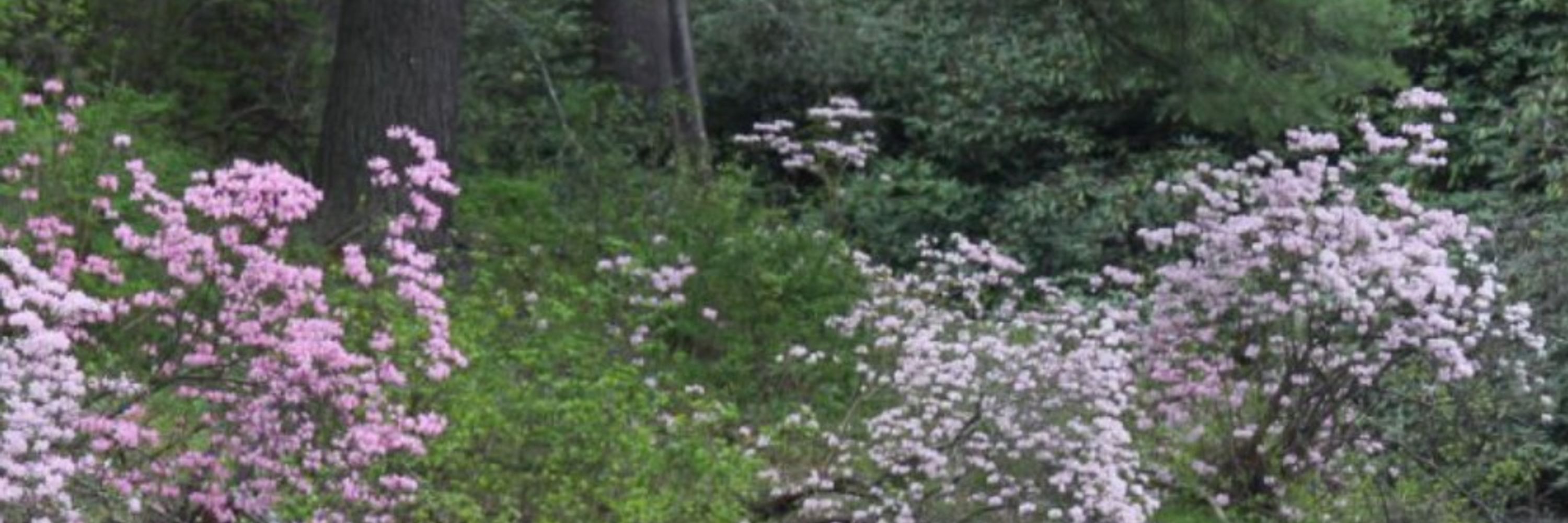Jenifer 🌻 plants wildflowers for fun and profit
