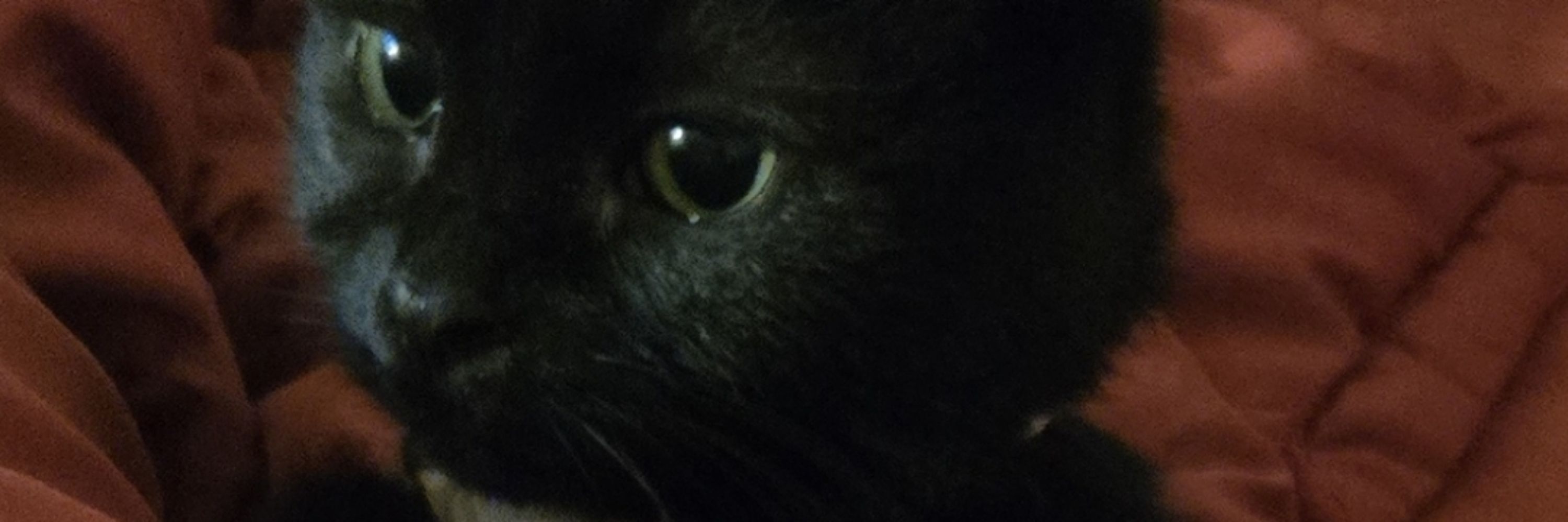 BinkyNicina