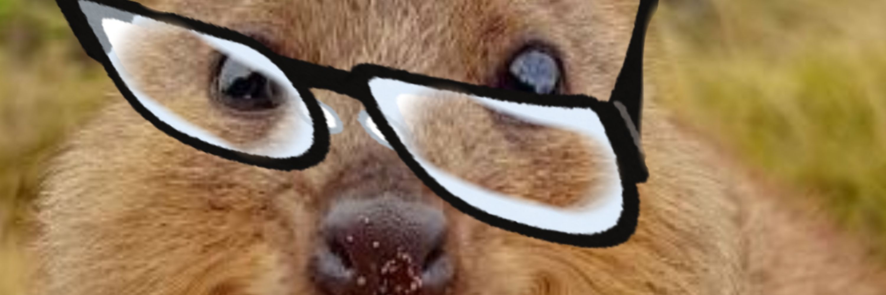 こん仔*