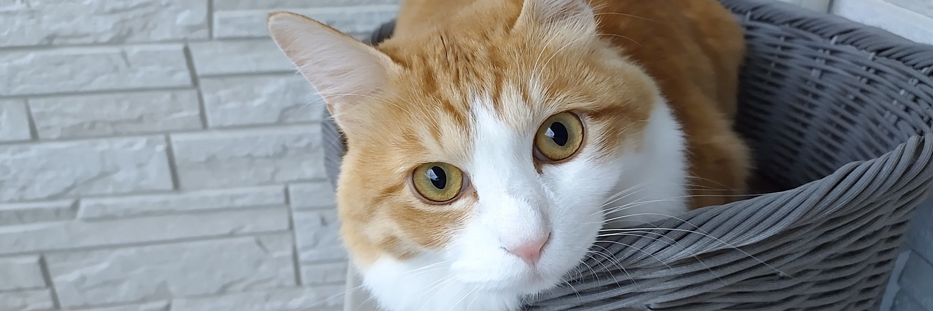 もきち