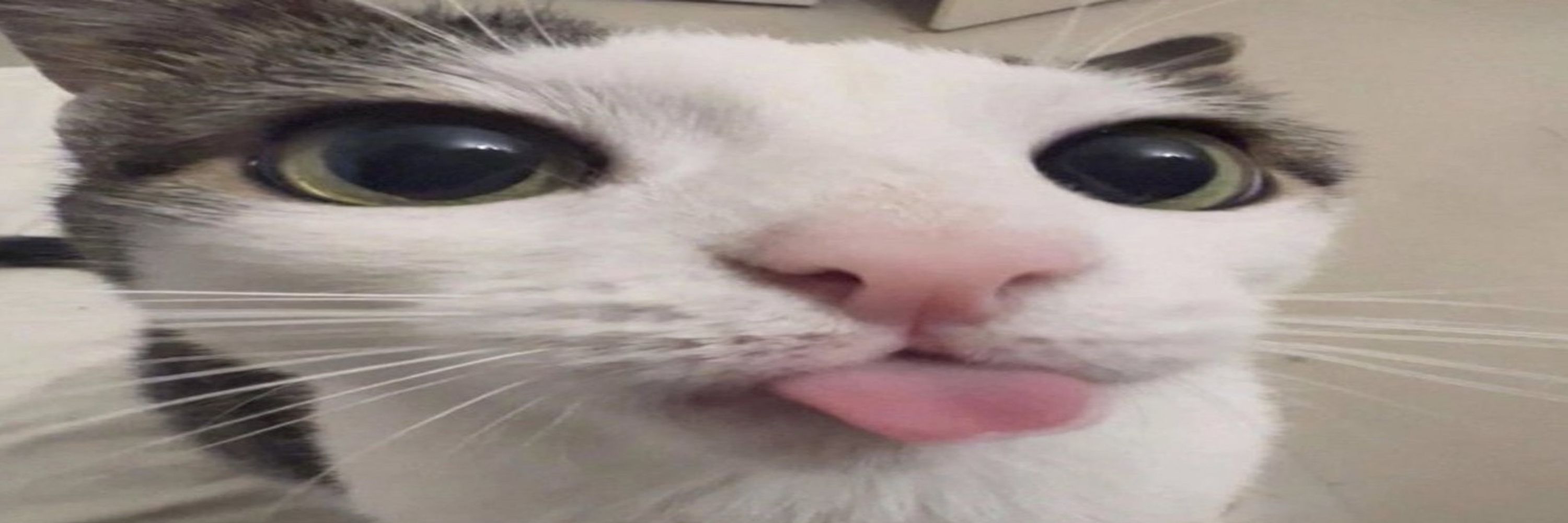 Oli
