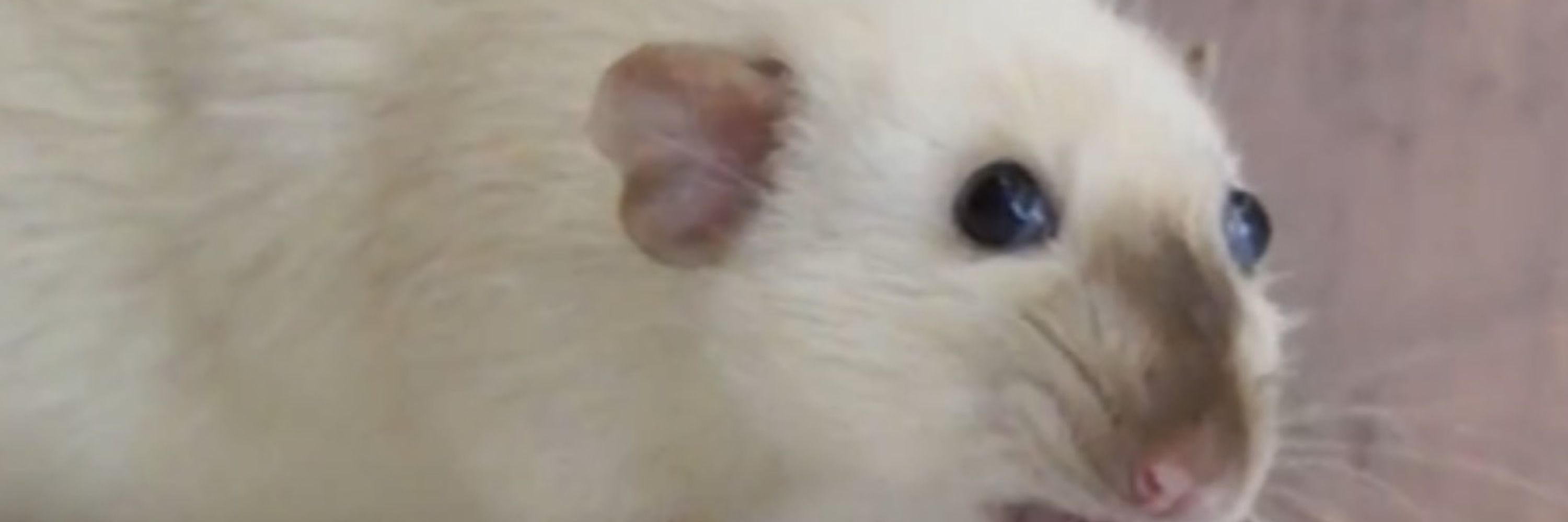 rat posteriors inc🐀💨