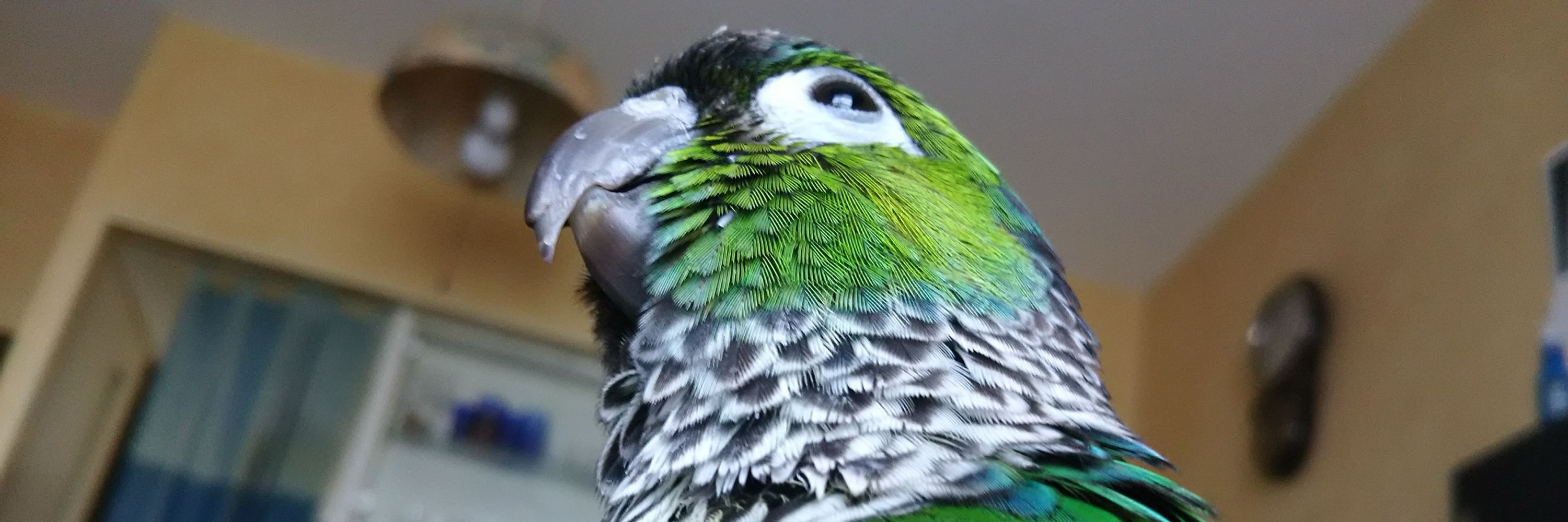 くろこ