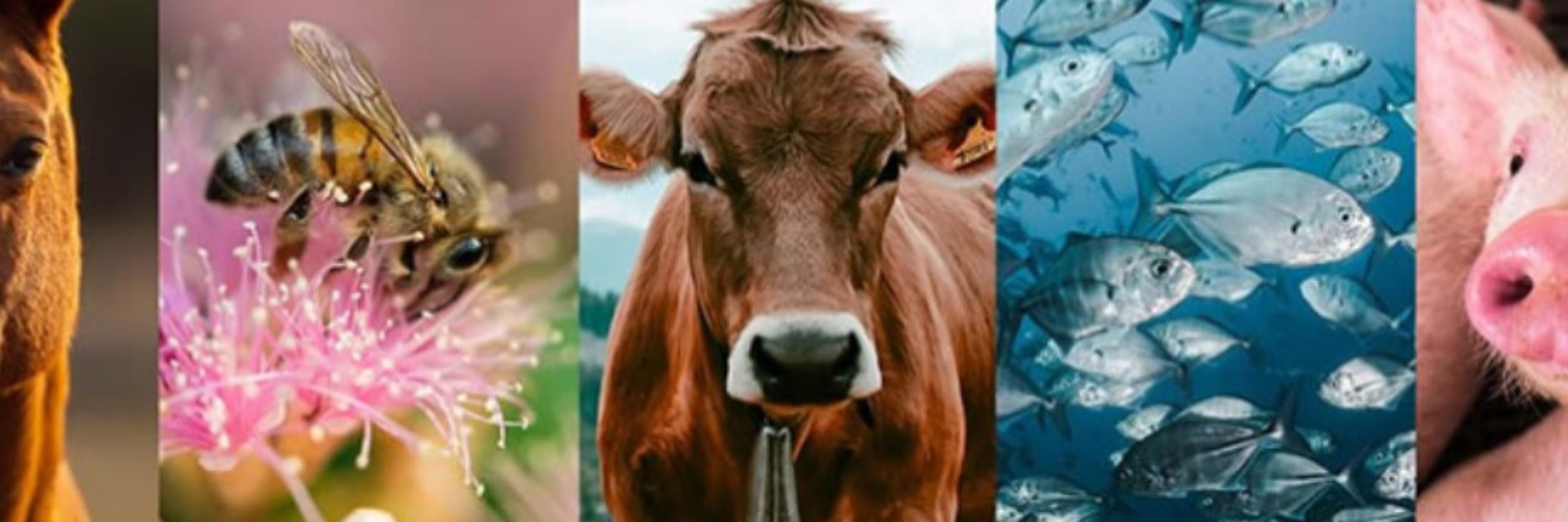 EAAP - European Federation of Animal Science