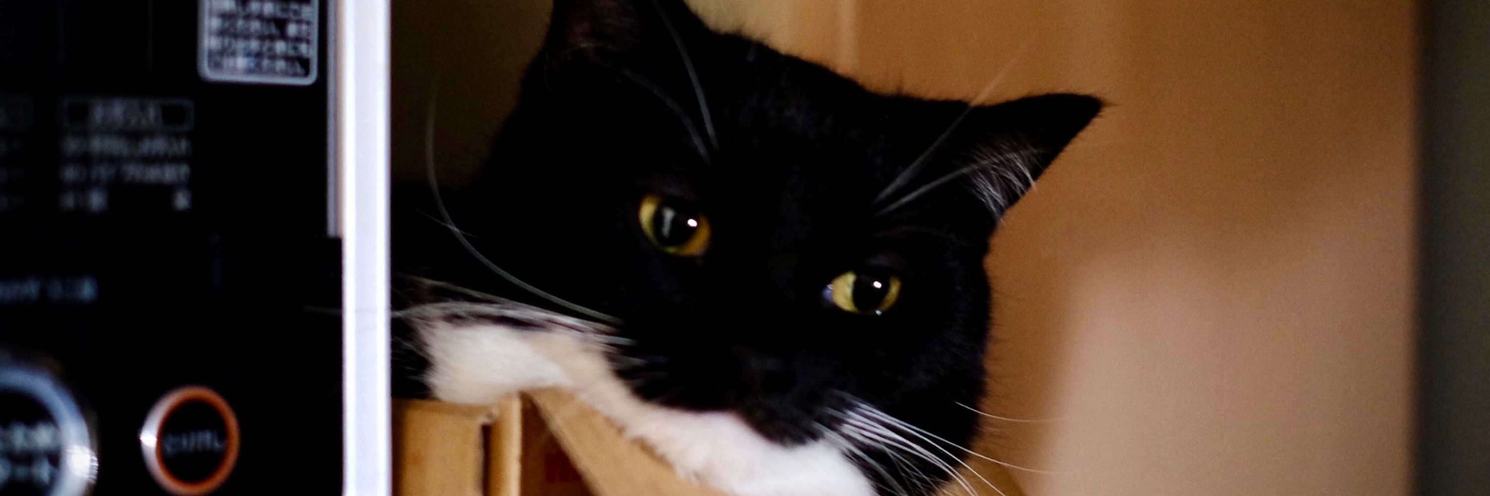 HappyCatDraws
