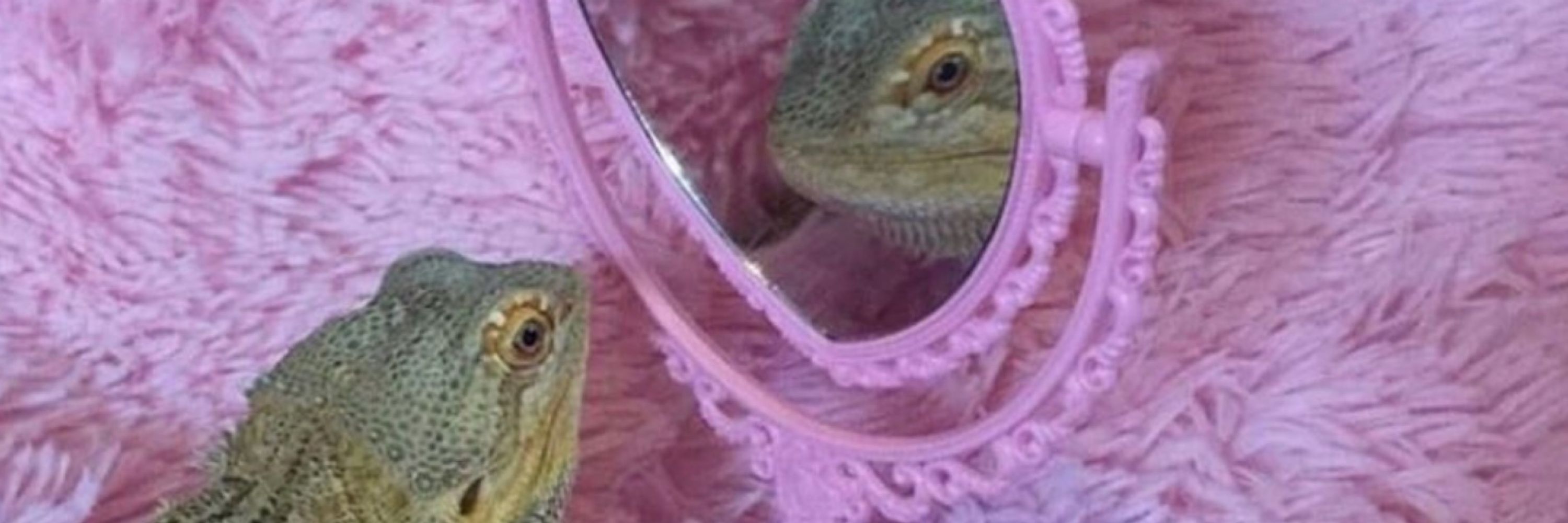 𝙼𝚘𝚛𝚐𝚊𝚗