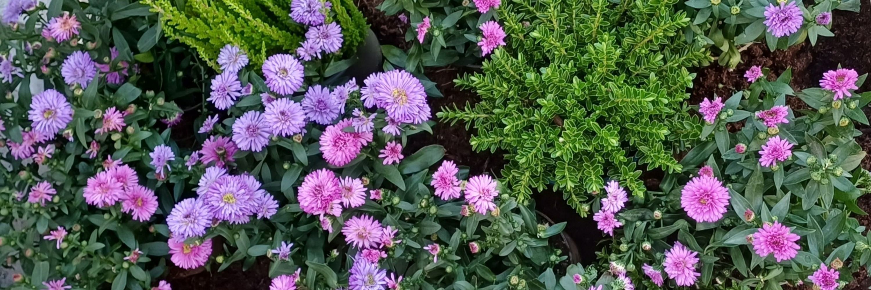 Aster