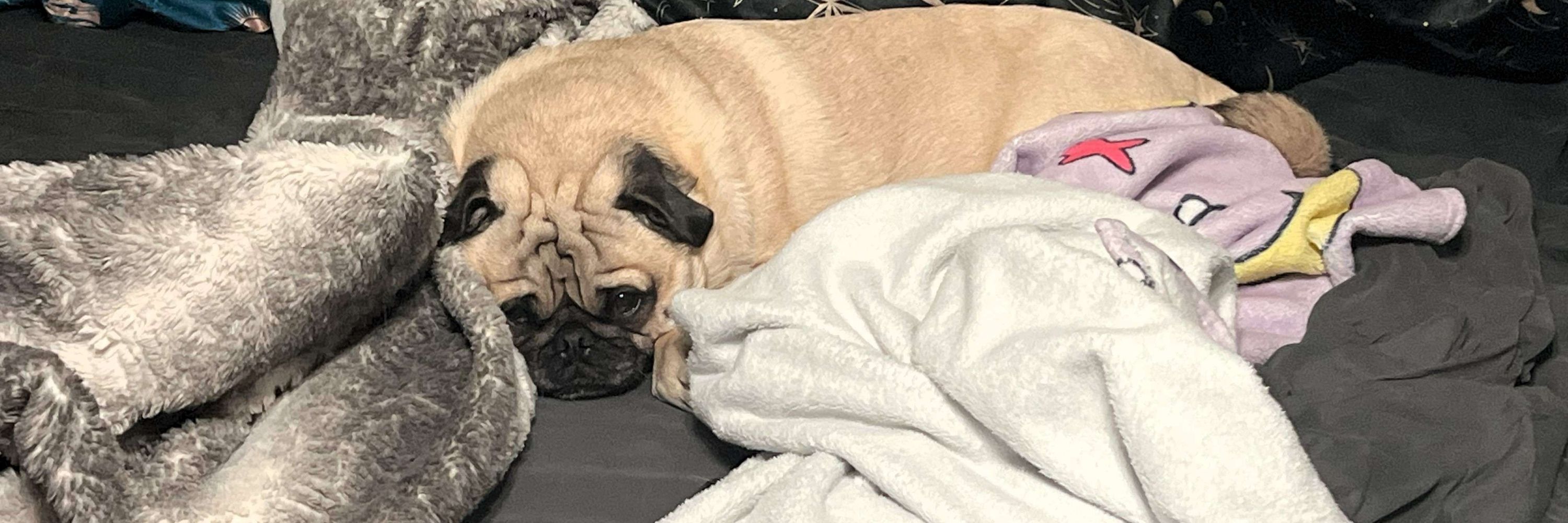Winston the Pug