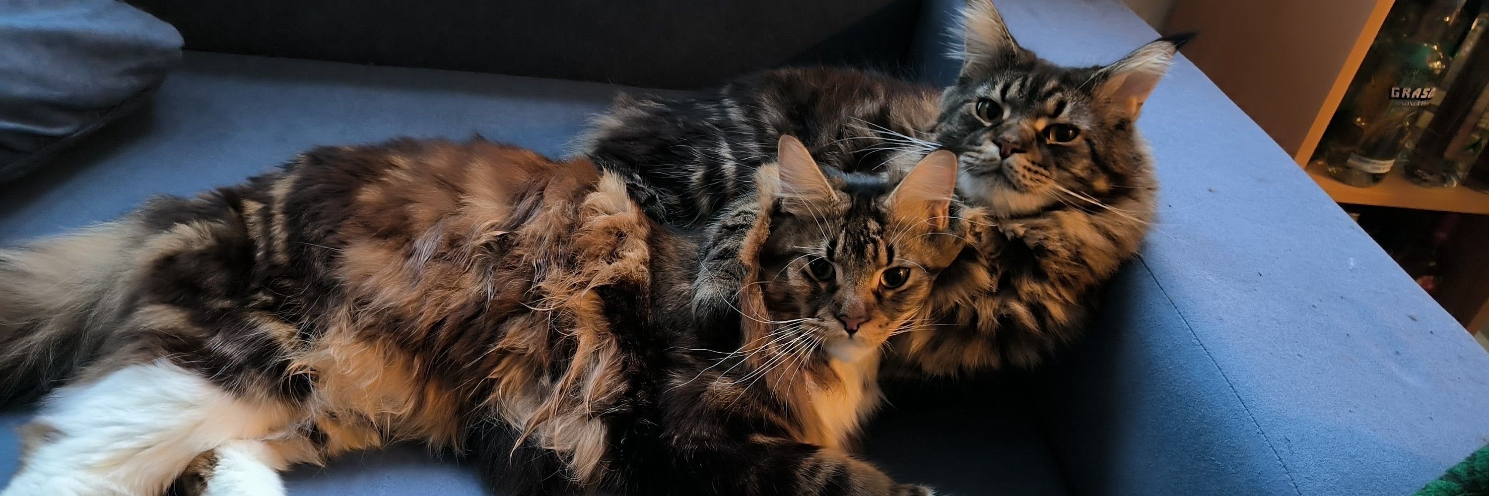 Murph, Coop & Gizmo