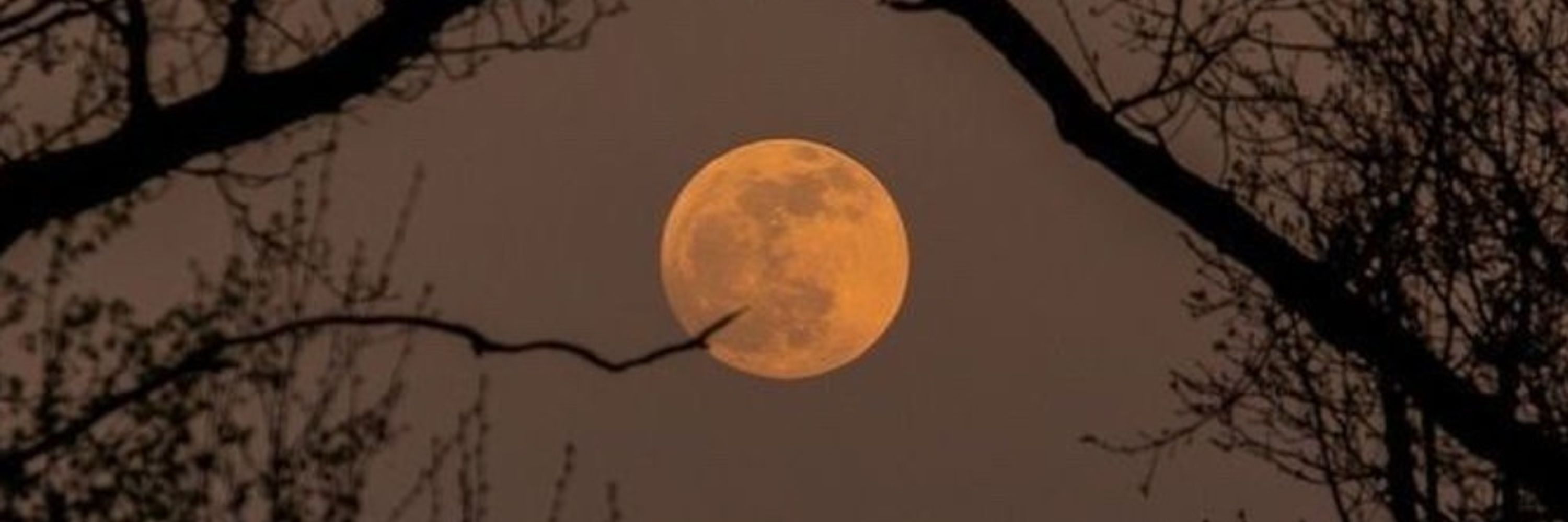 crow 🌕
