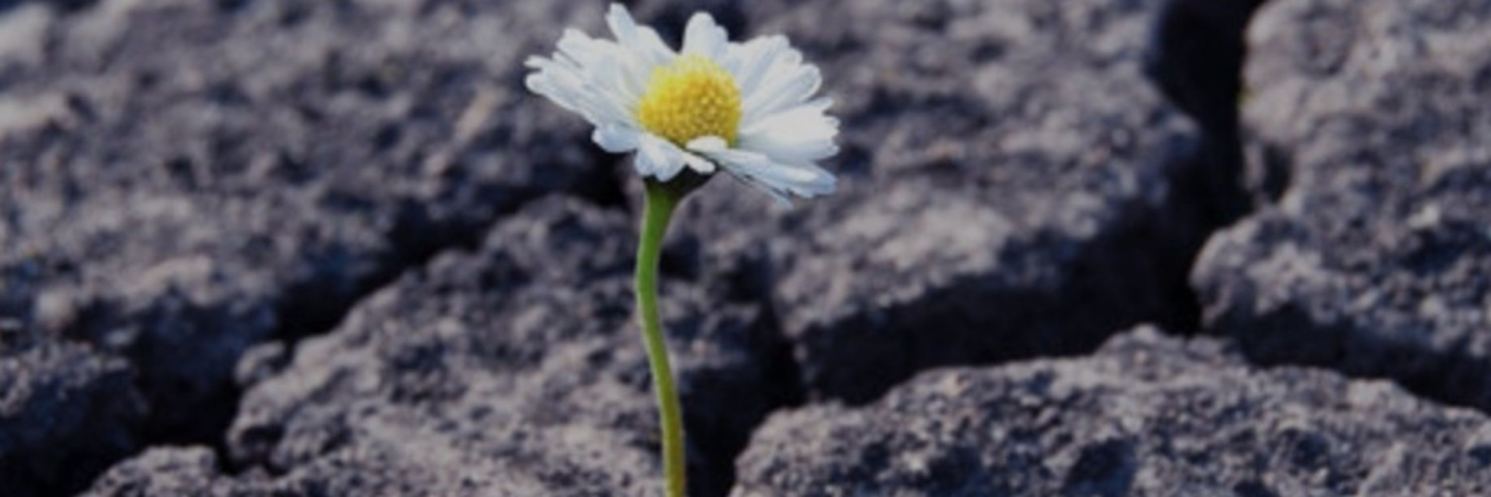 Resilient Sister