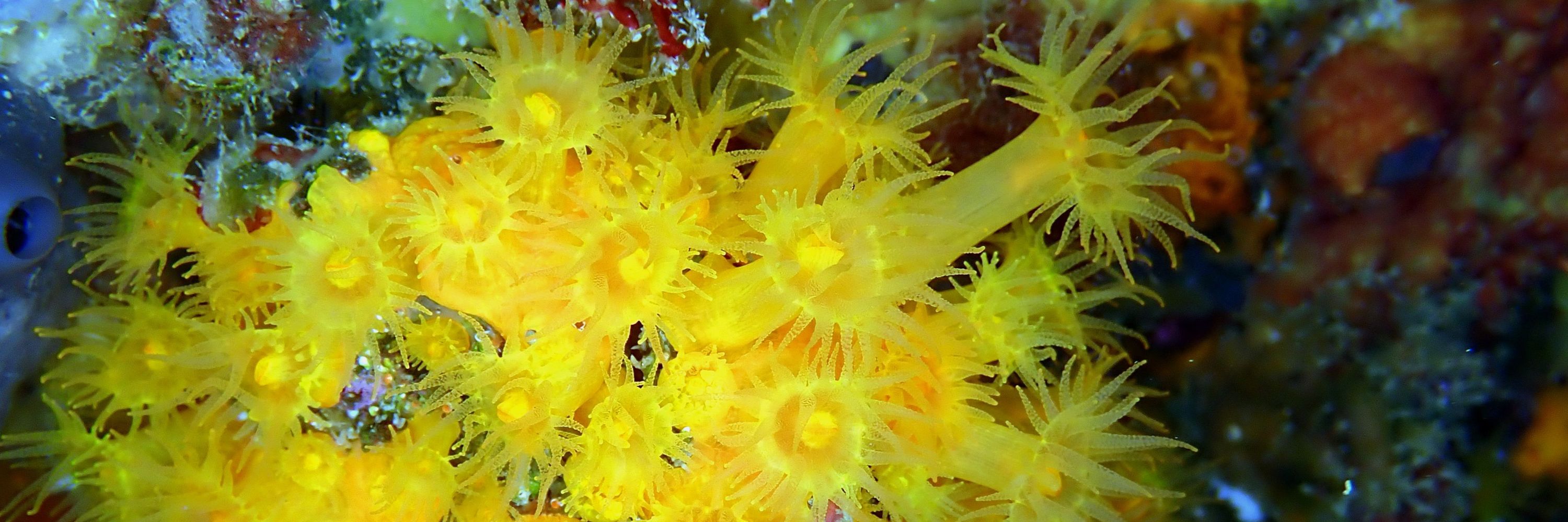 Centro Oceanográfico de Cádiz IEO