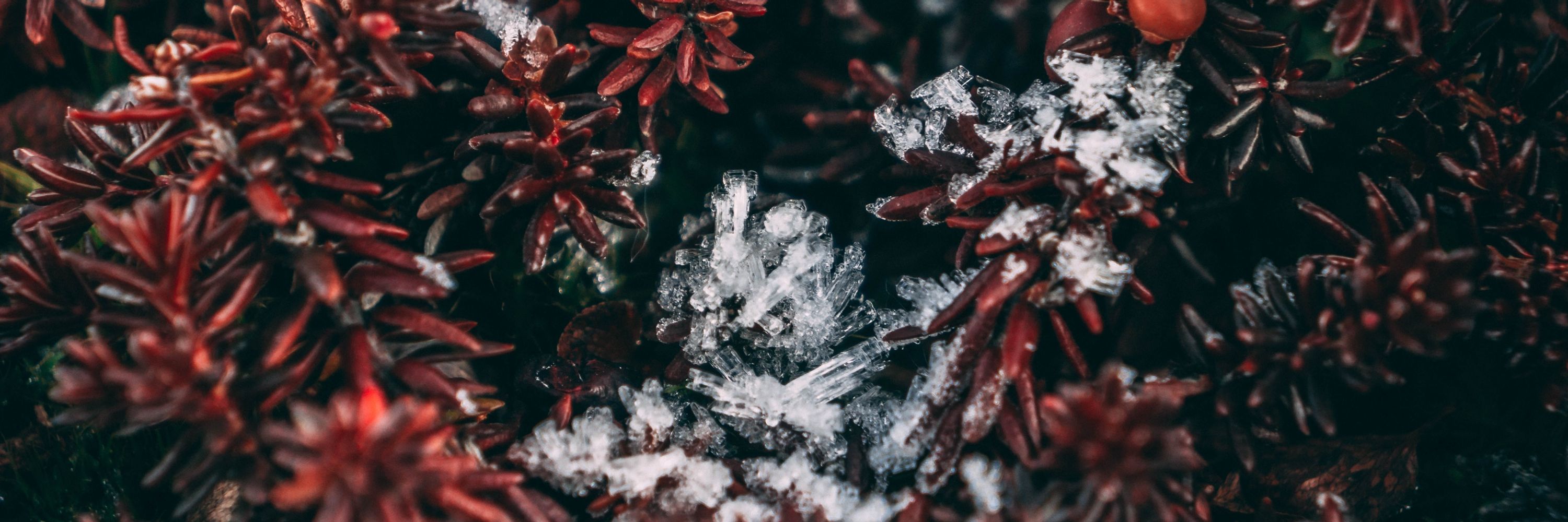 🎞️ Inuk ❄️