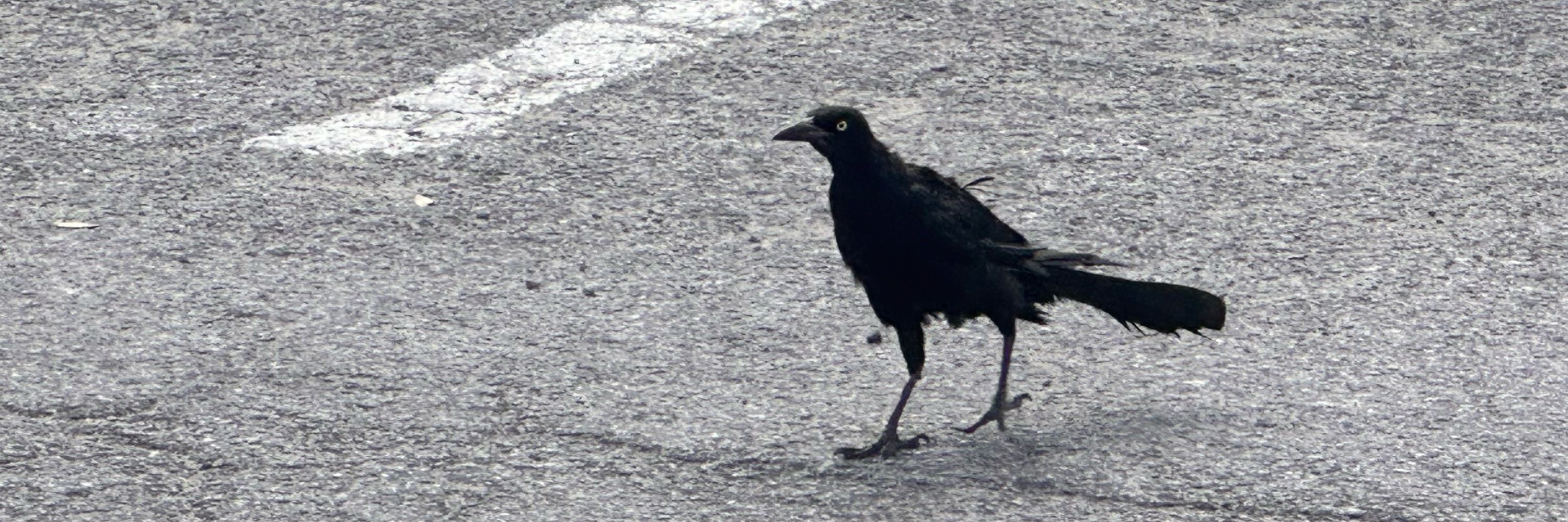 toka