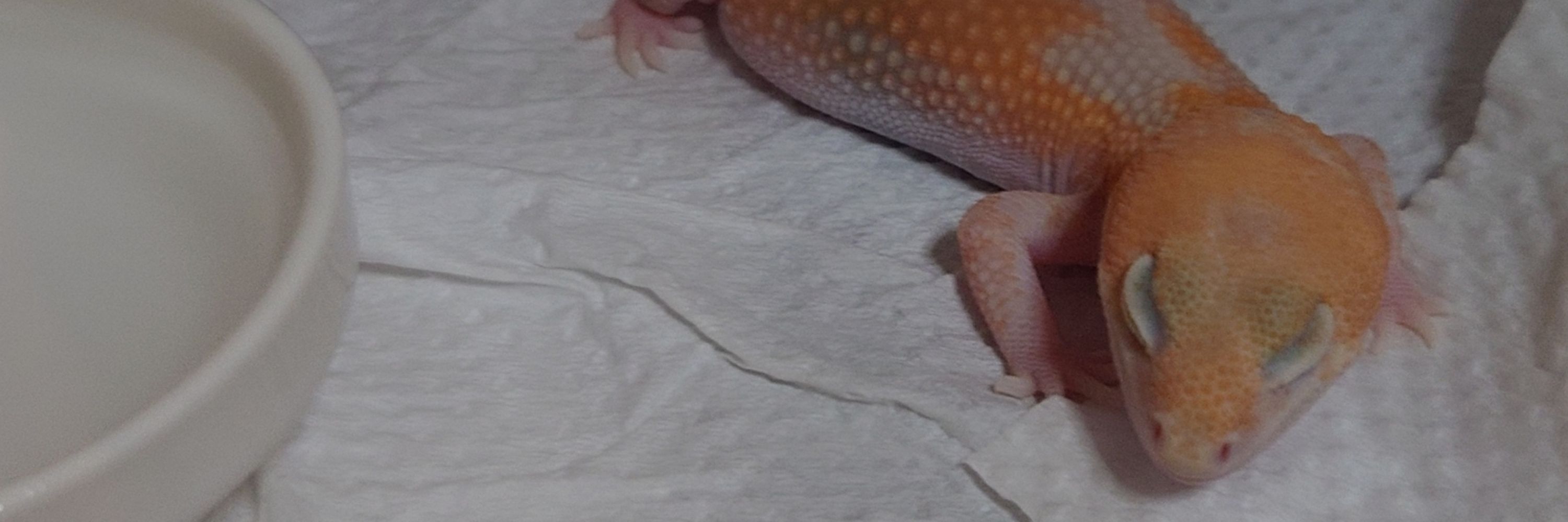 はる