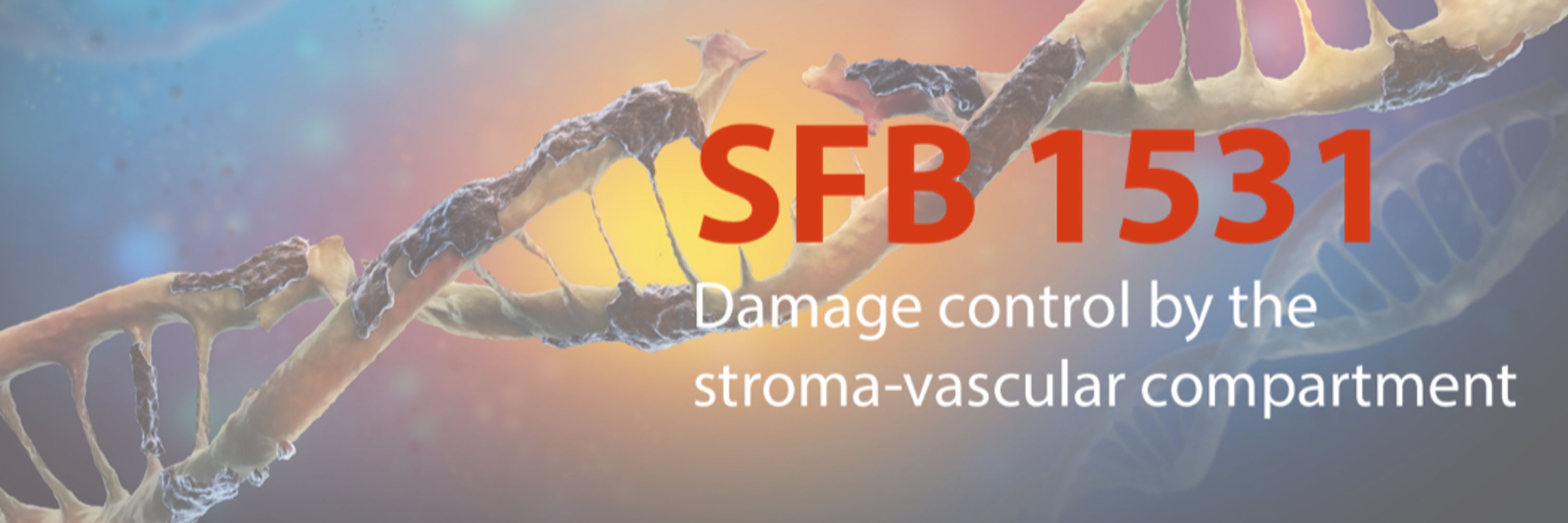 SFB 1531