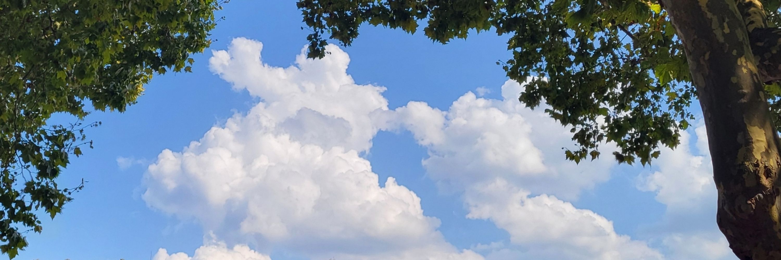 cirrus