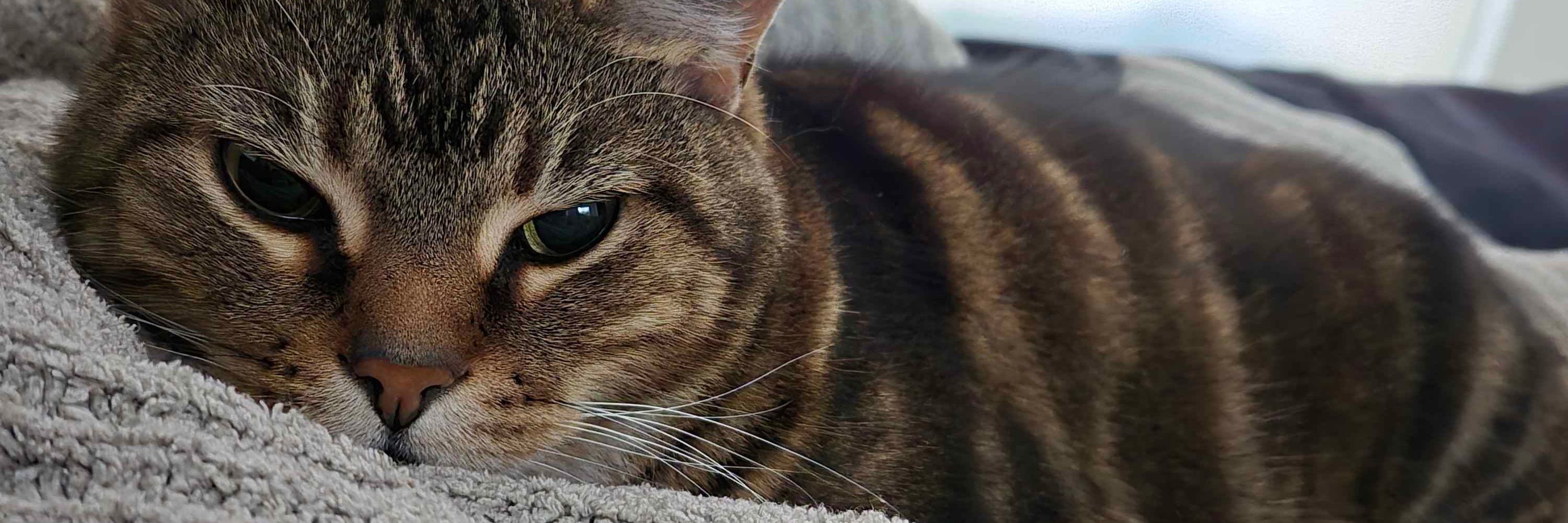 Sam