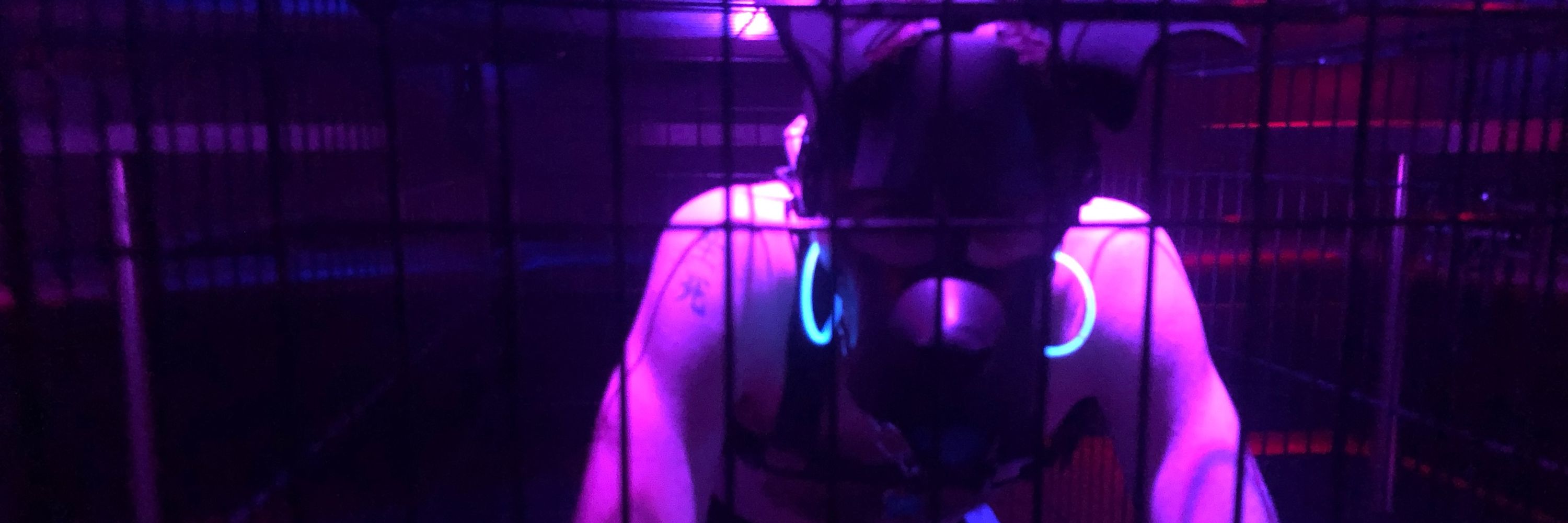 🔐Panic the anxious puppy🔐