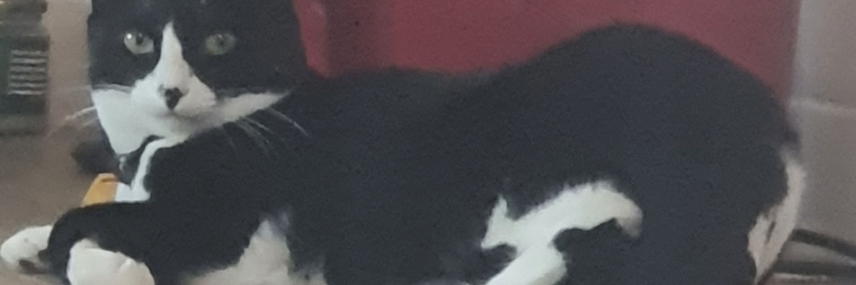𝕯𝖆𝖓𝖎