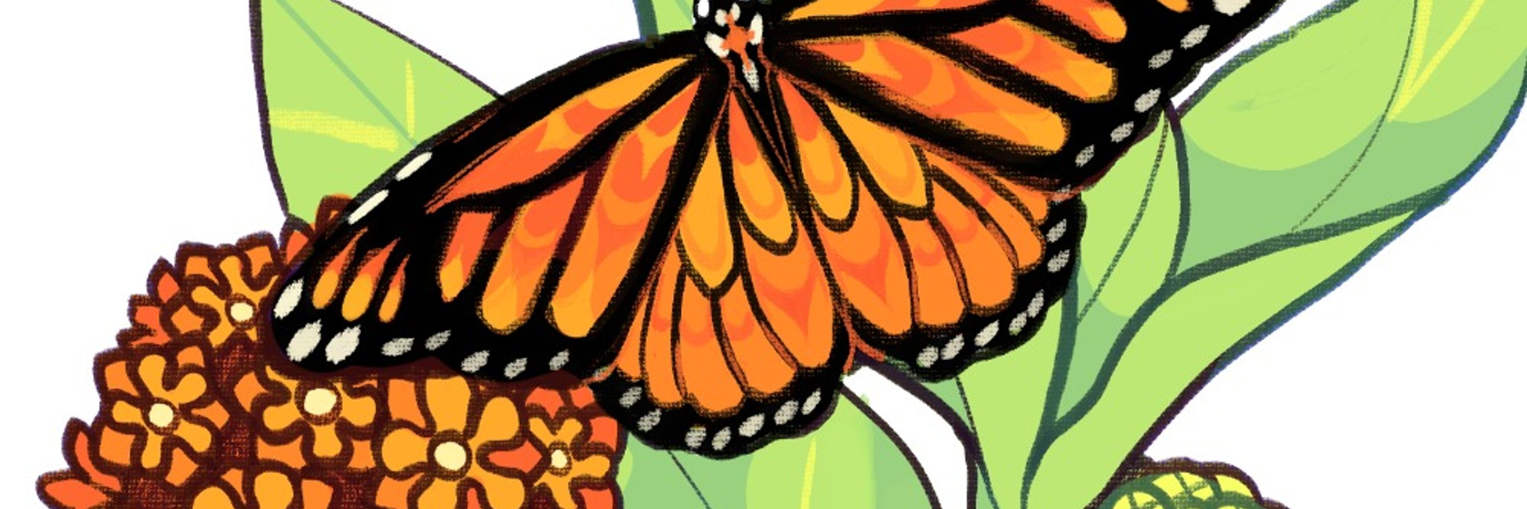 Phyto(fern) Commissons open