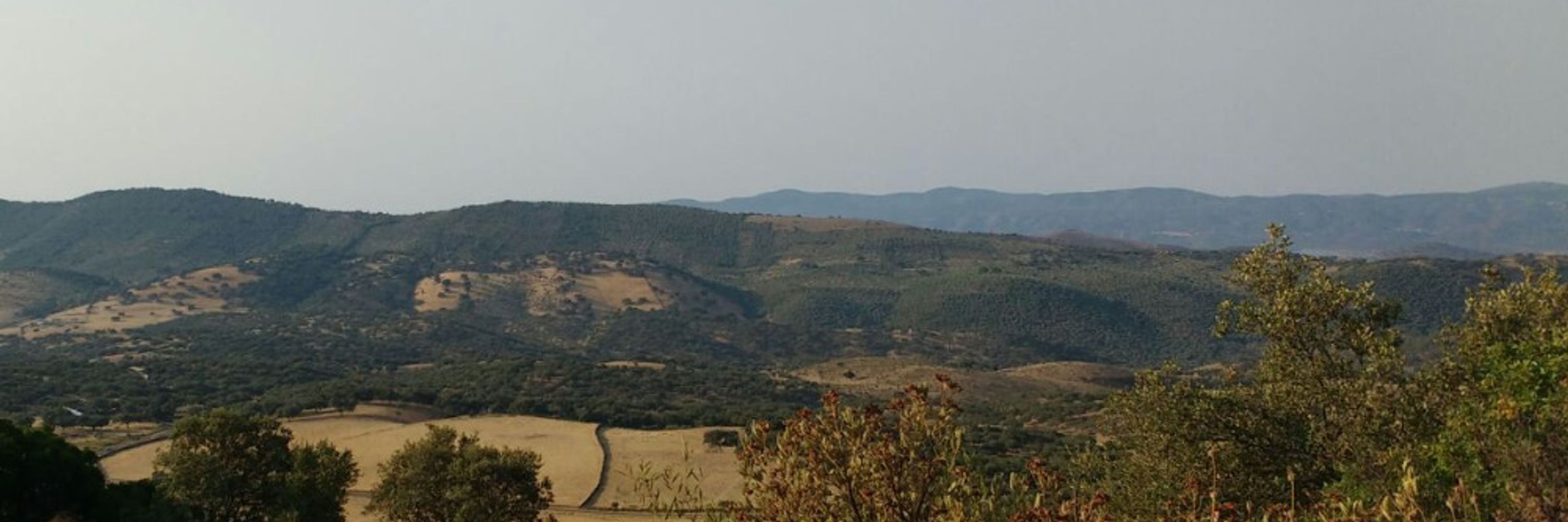 Sebas