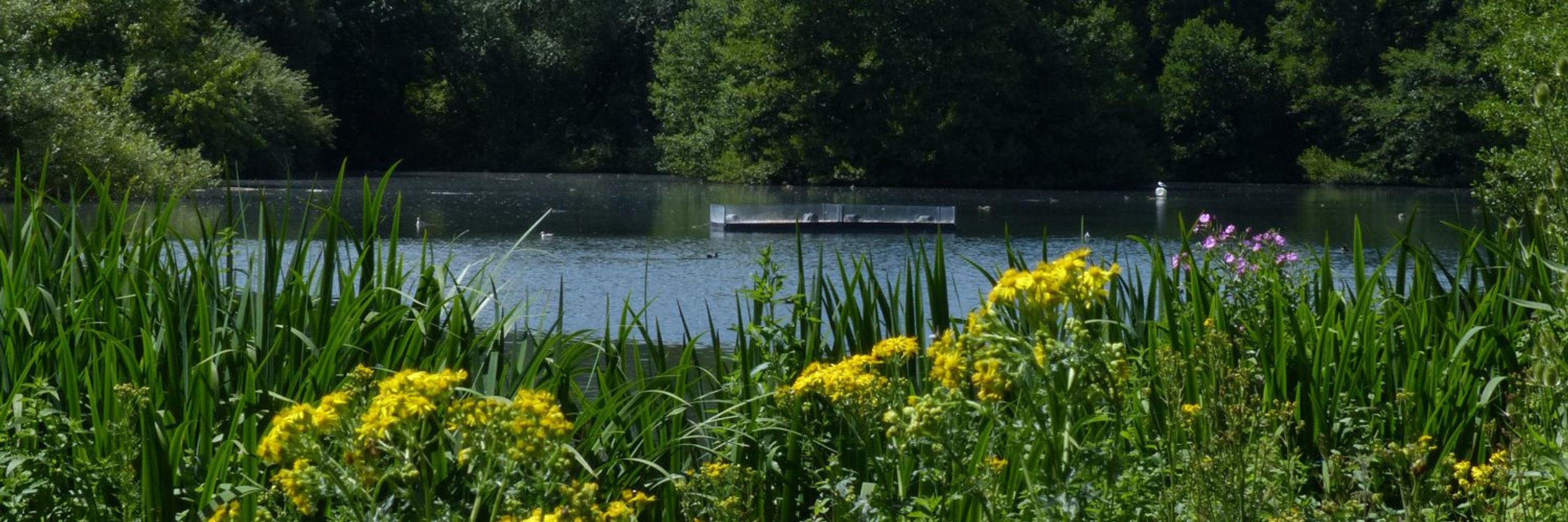 Maple Lodge Nature Reserve