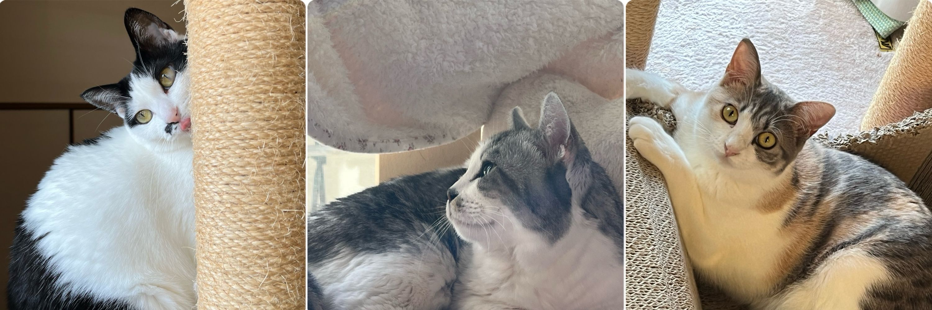 らむねこ