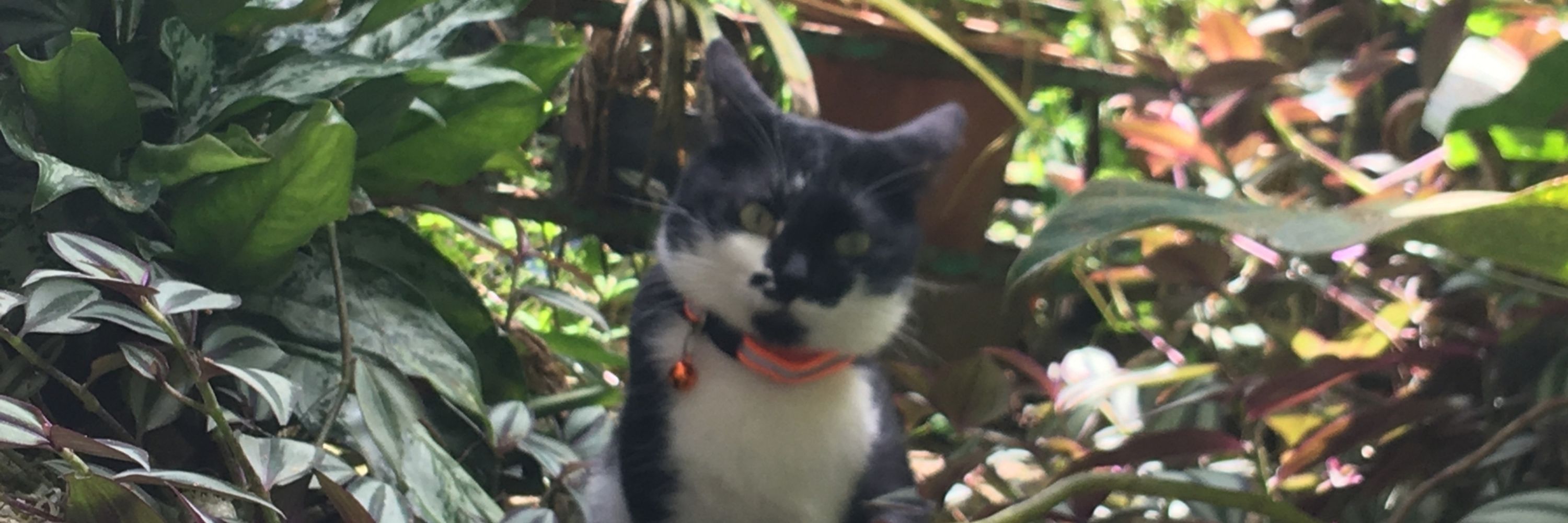 Kitz