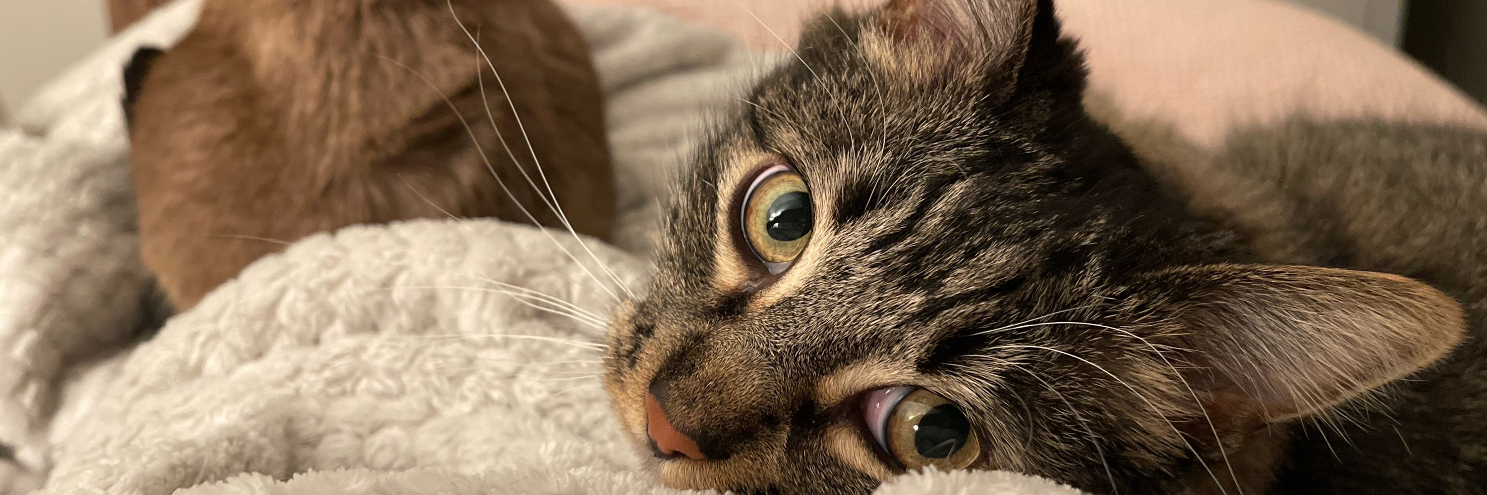 𝓡𝓪𝓷𝓮𝔂