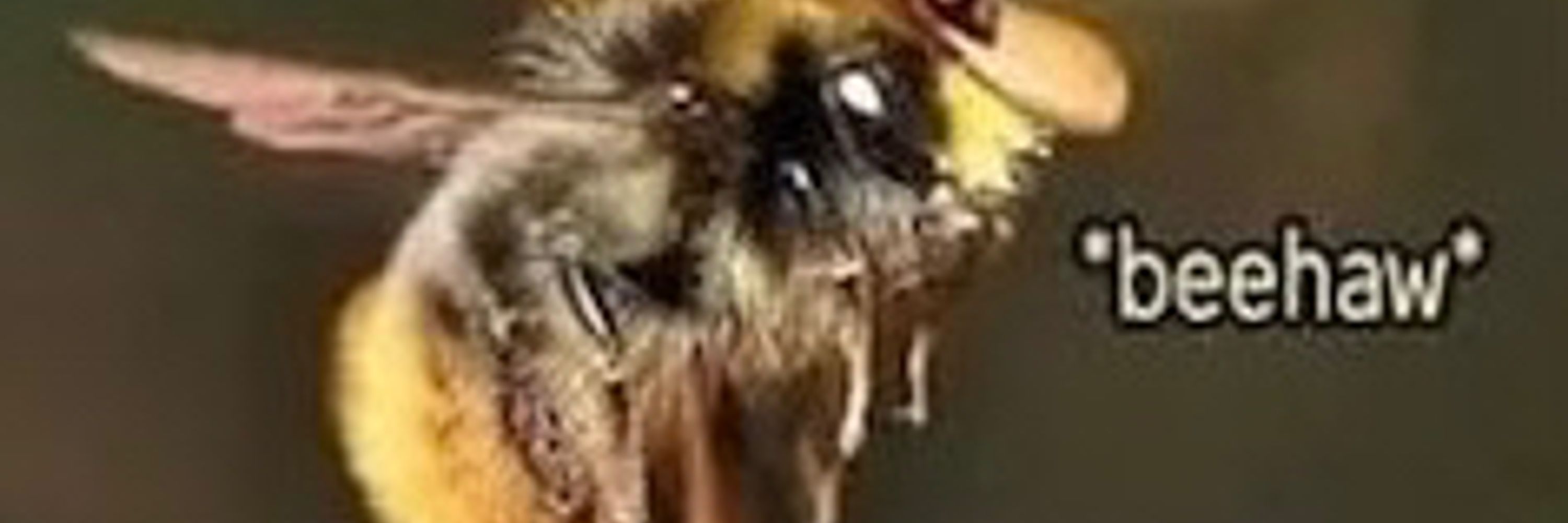 Bee