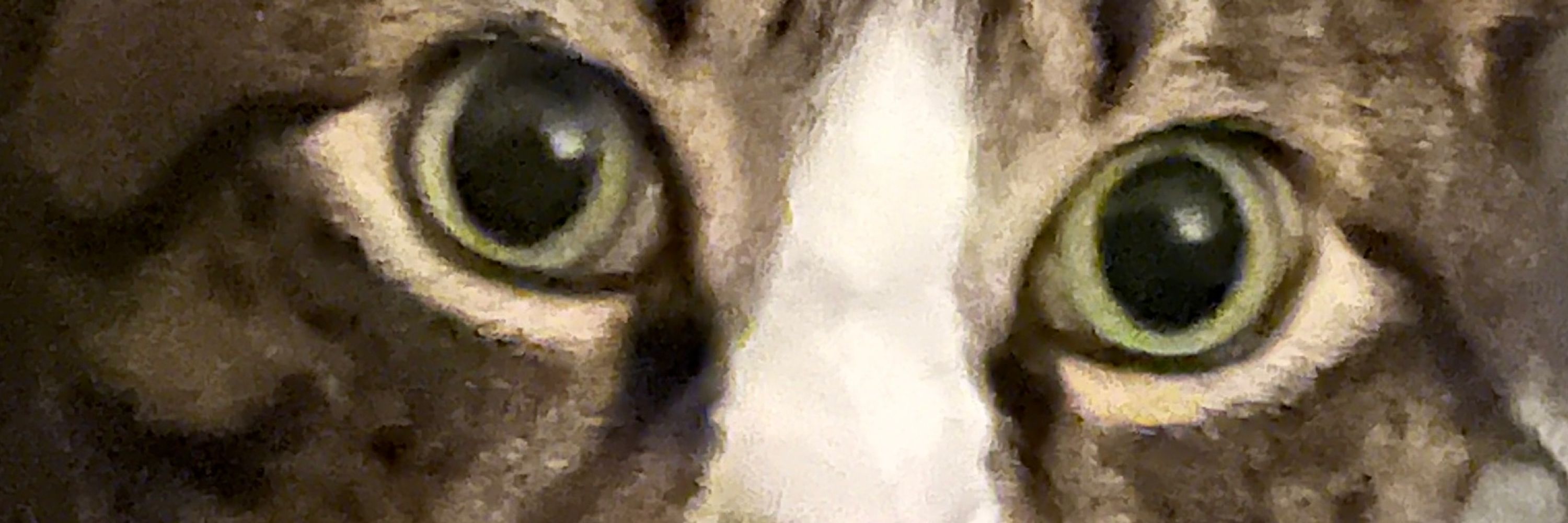 Koda
