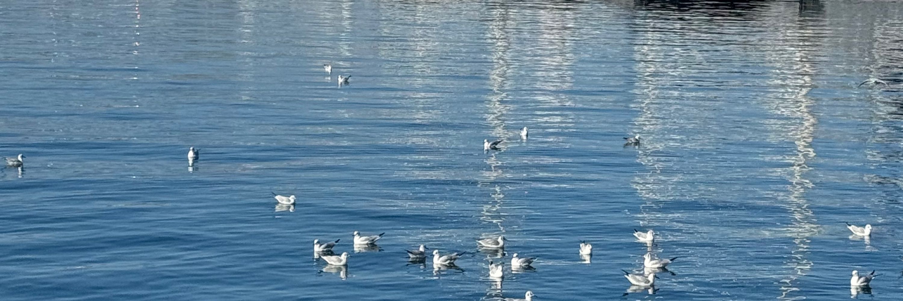 güli