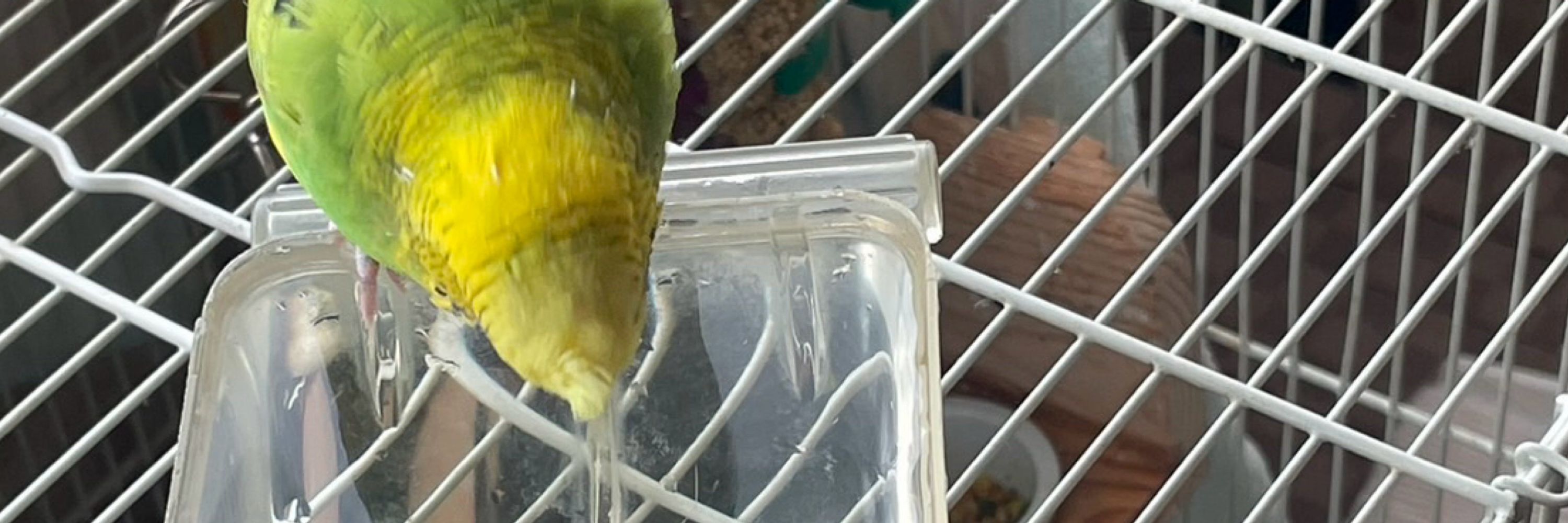 れな