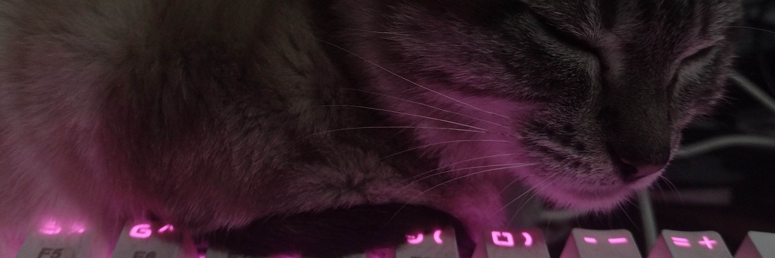 kitty