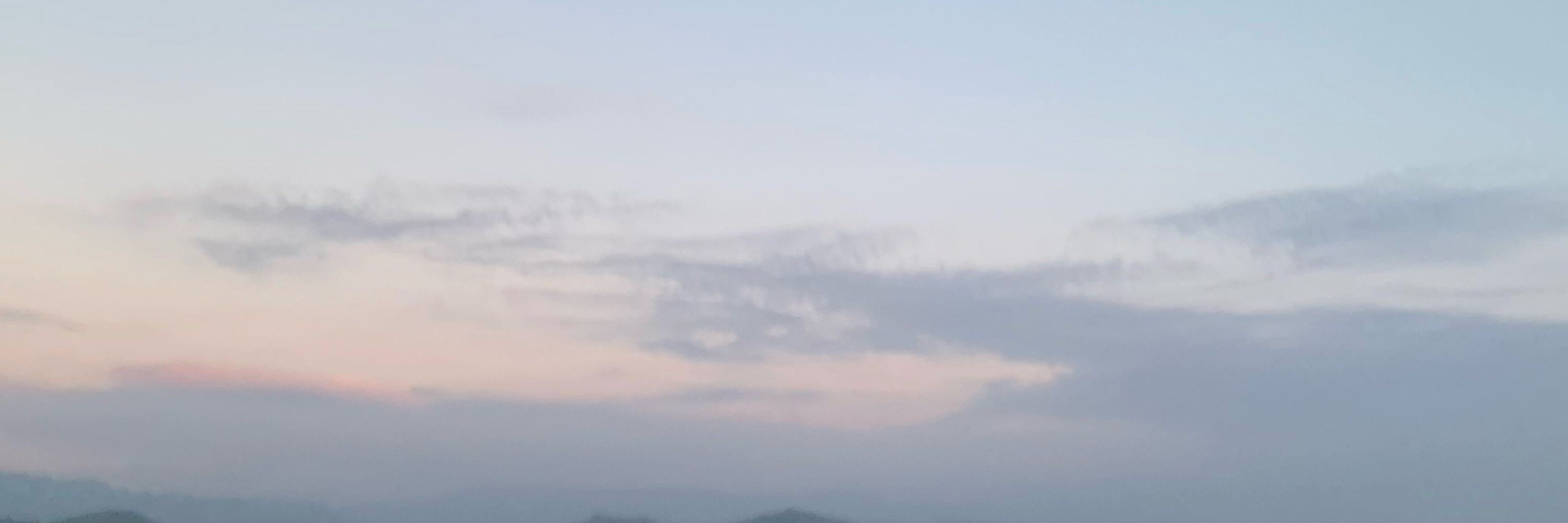 芸香科殺手