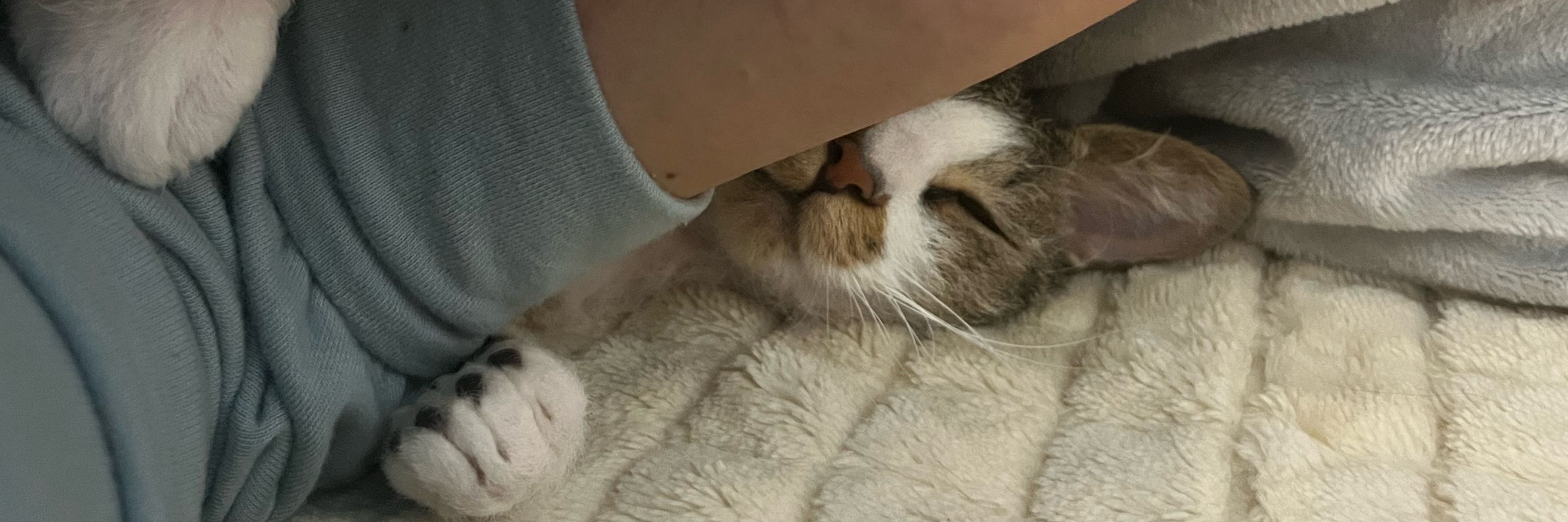 平面うさぎ