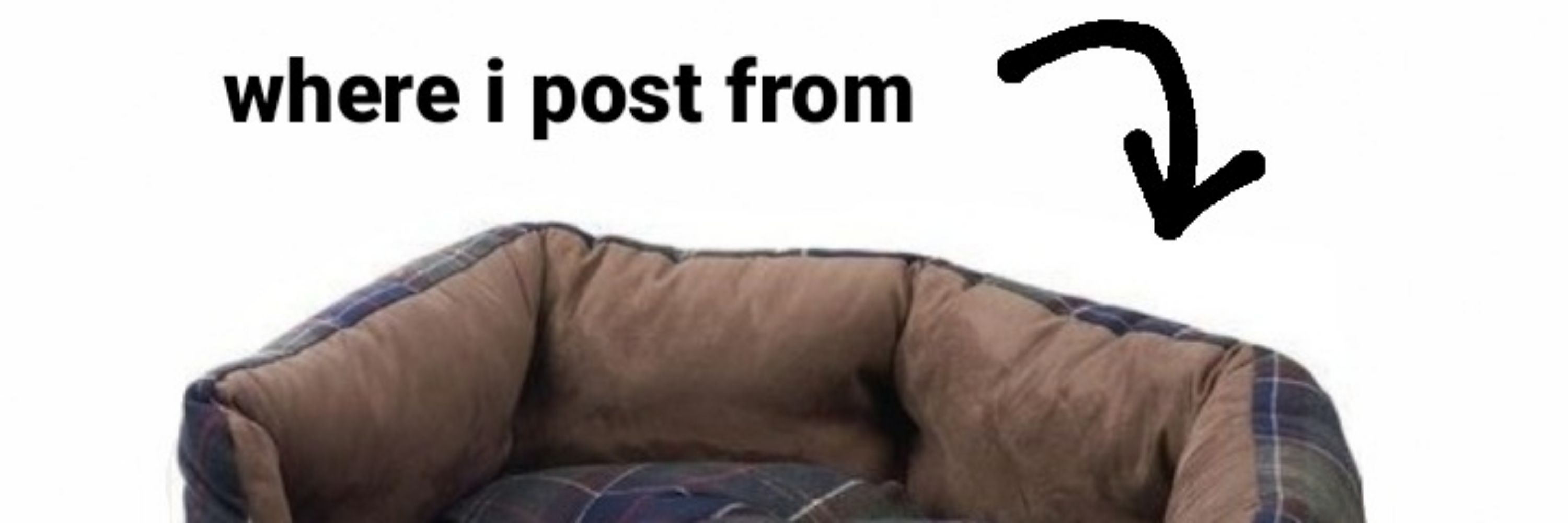 🐾dog at large🐾